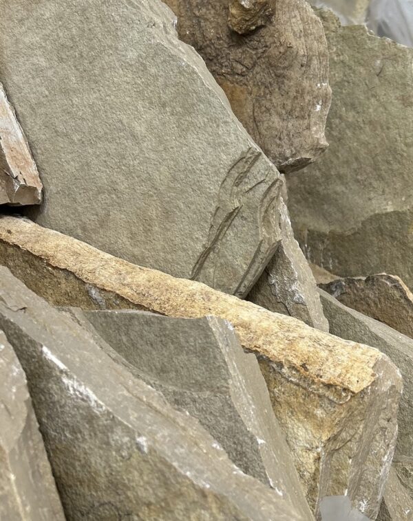 French Vanilla 2" Stand Up Flagstone - Image 3
